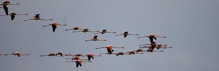 Fenicotteri in volo